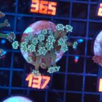 Alveopora Green (137)