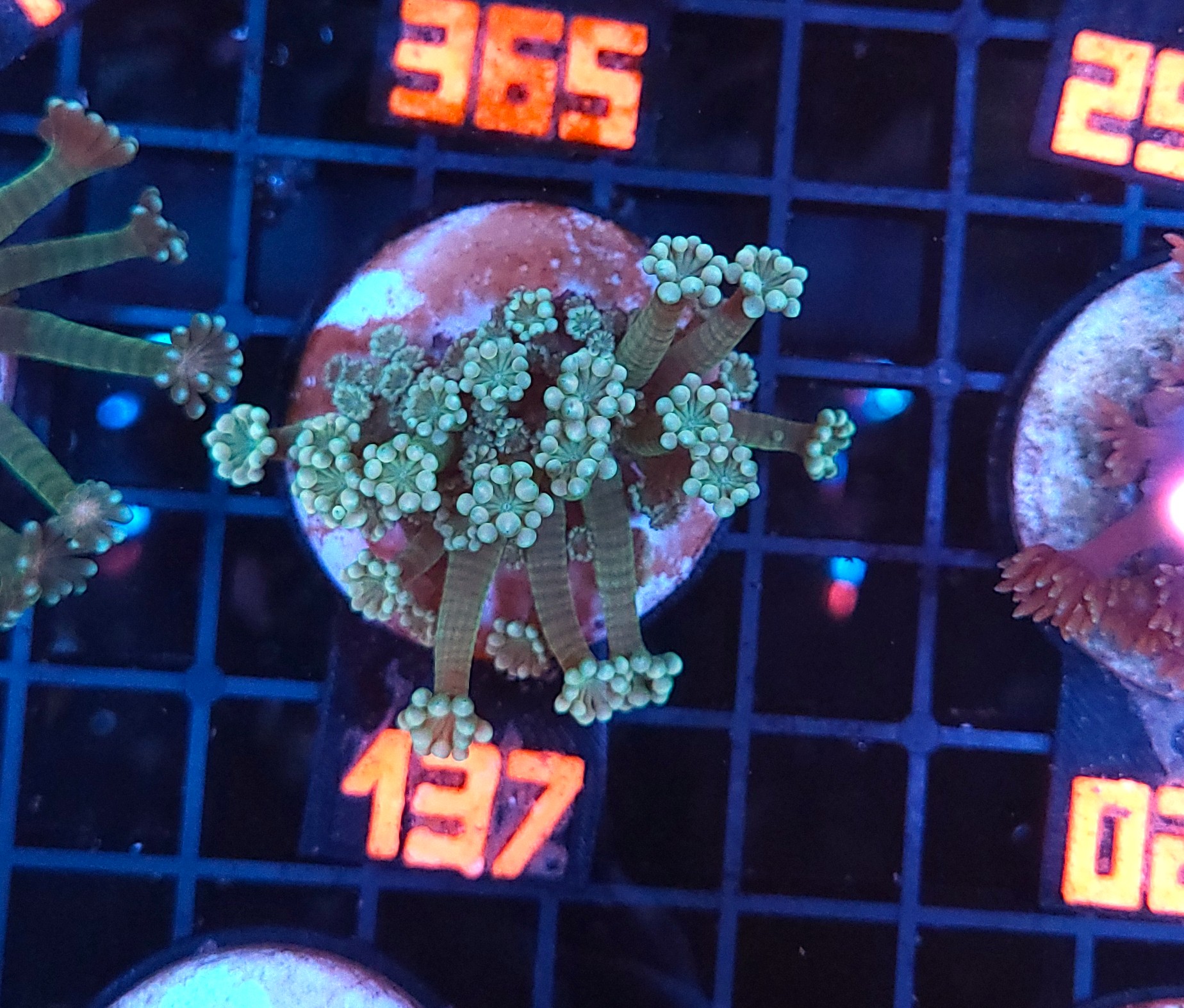 20260109_105642 Alveopora Green (137) - obrazek 1