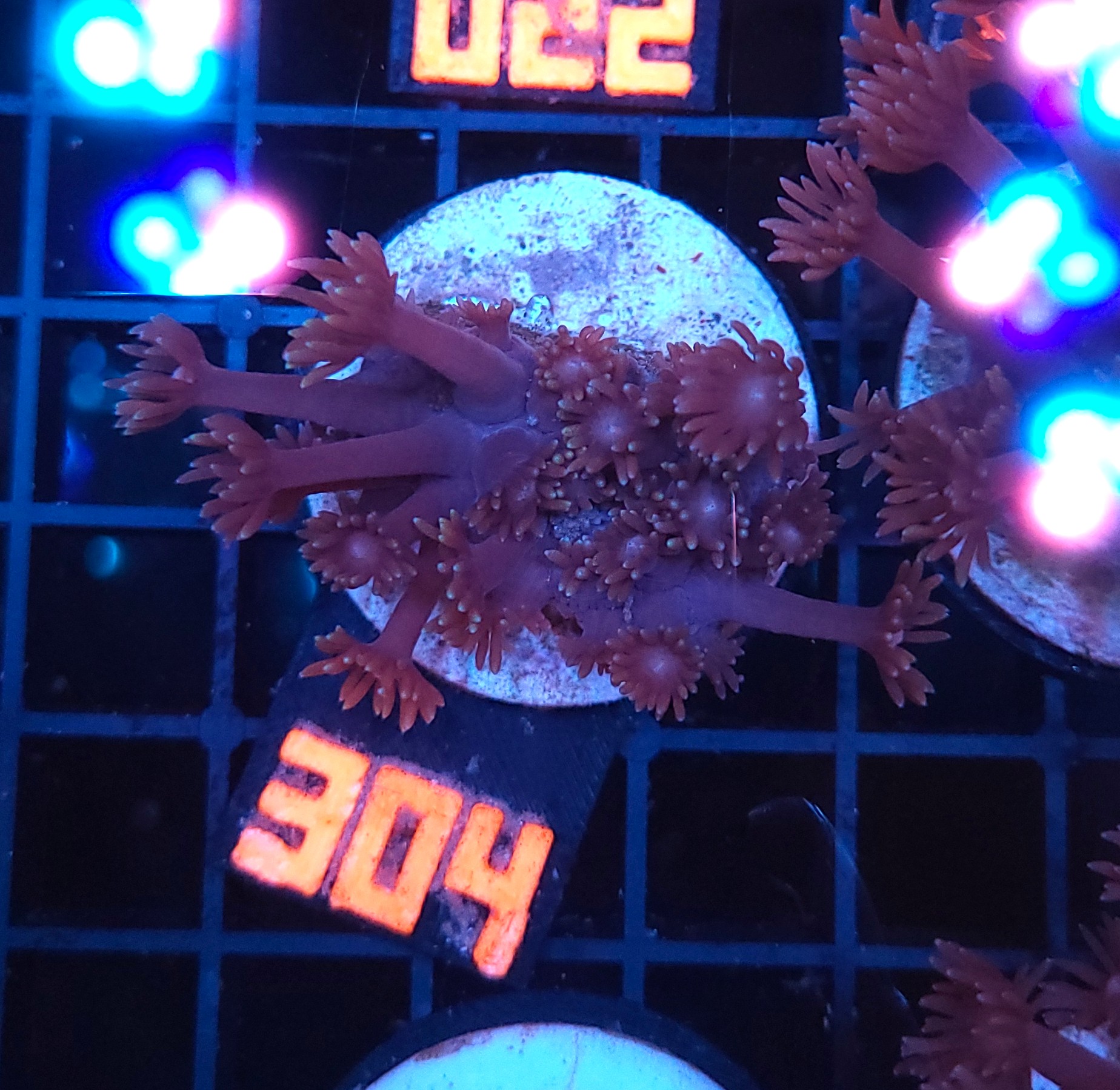 20260109_105719 Goniopora lobata DARK MAGENTA (304) - obrazek 1