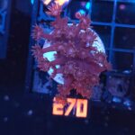 Goniopora lobata DARK MAGENTA (270)