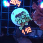 Alveopora Green (112)