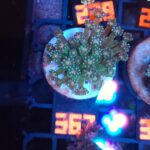 Alveopora Orange Eye (367)