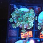 Alveopora Green (229)