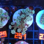 Alveopora Green (251)