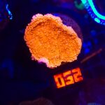 Montipora Capricornis Red (052)