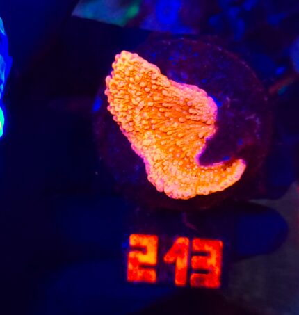 Montipora Capricornis Red (213)