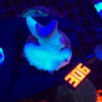 Montipora digitata „Silver” (306)