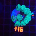 Caulastrea furcata mint (116)