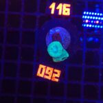 Caulastrea furcata mint (092)