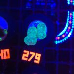 Caulastrea furcata mint (279)