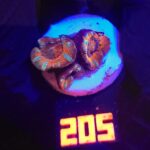 Acanthastrea Bowerbanki (205)