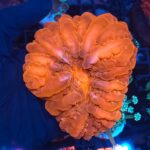 Cynarina lacrymalis „Red”