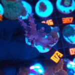 Sinularia sp. purple (073)