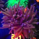 Euphyllia glabrescens new york knicks NYK (201)