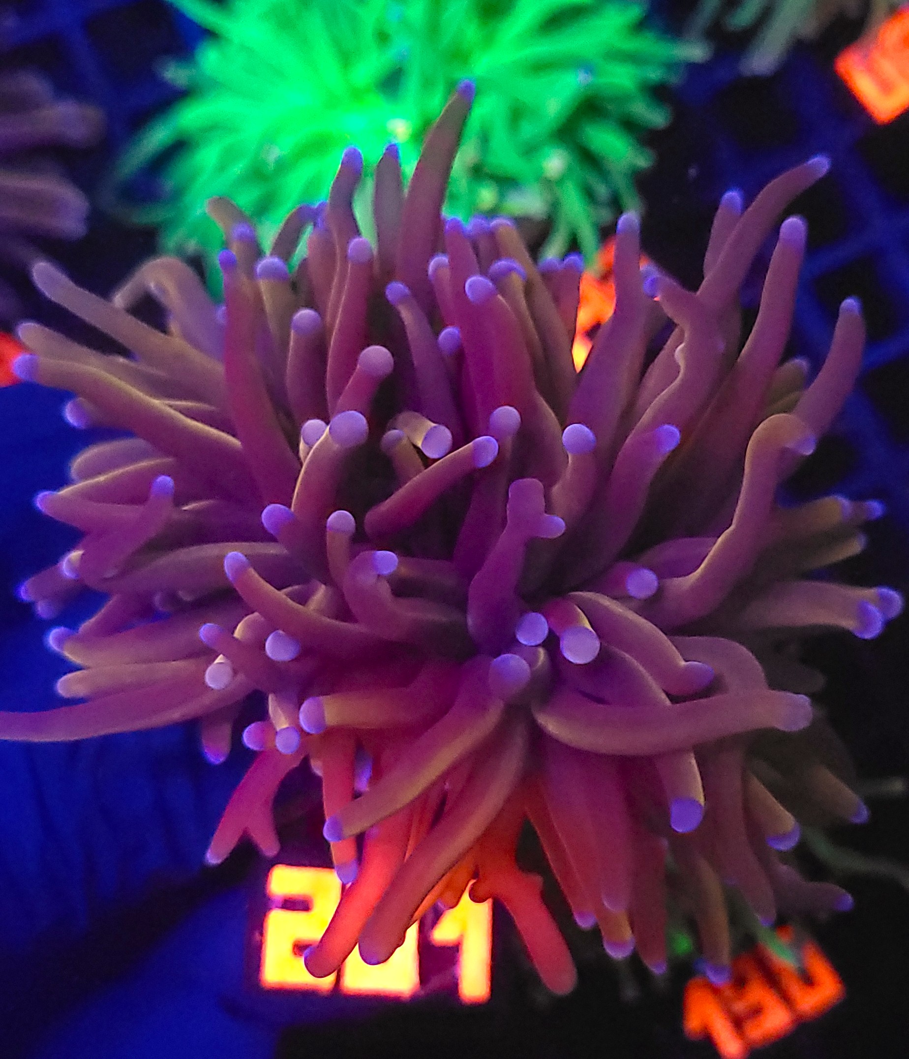 20260205_131600 Euphyllia glabrescens new york knicks NYK (201) - obrazek 1