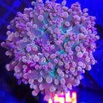 Euphyllia paradivisa REINBOW 1h (154)