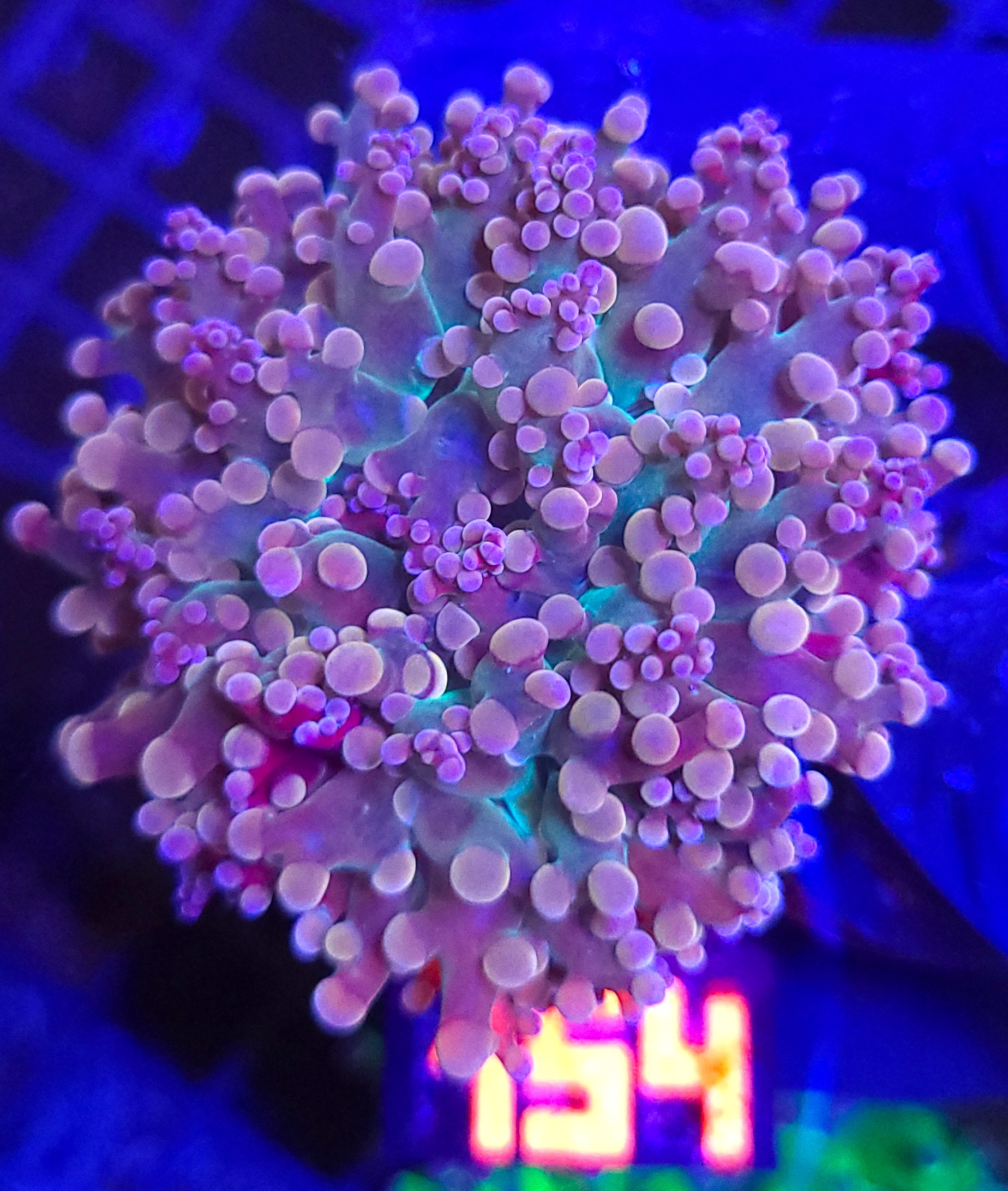 20260527_113004 Euphyllia paradivisa REINBOW 1h (154) - obrazek 1