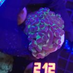 Euphyllia paraancora - purple tip 3h  (212)