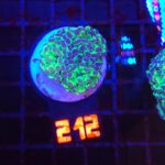 Euphyllia paraancora - purple tip (212)