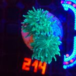 Euphyllia glabrescens cotton candy (214)