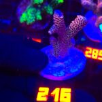 Acropora millepora pink (216)