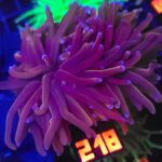 Euphyllia glabrescens new york knicks NYK (218)