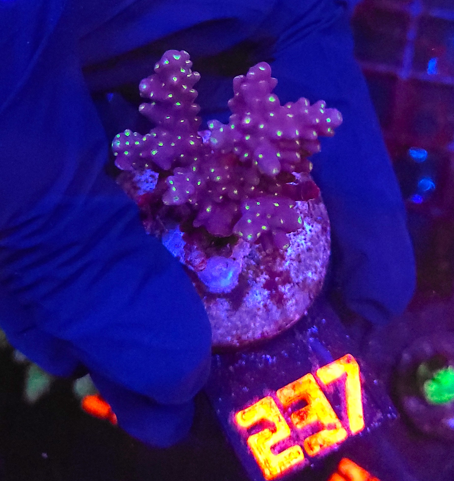 237 Acropora nana (237) - obrazek 1