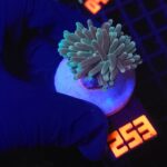 Euphyllia glabrescens sp. (253)