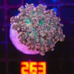 Euphyllia paradivisa (263)