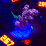 Acropora millepora pink (267)