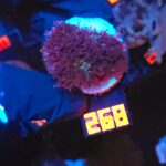 Rhodactis indosinensis Lavender Hair (268)