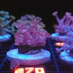 Goniopora lobata DARK MAGENTA (270)