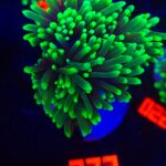 Euphyllia glabrescens dragon soul (273)