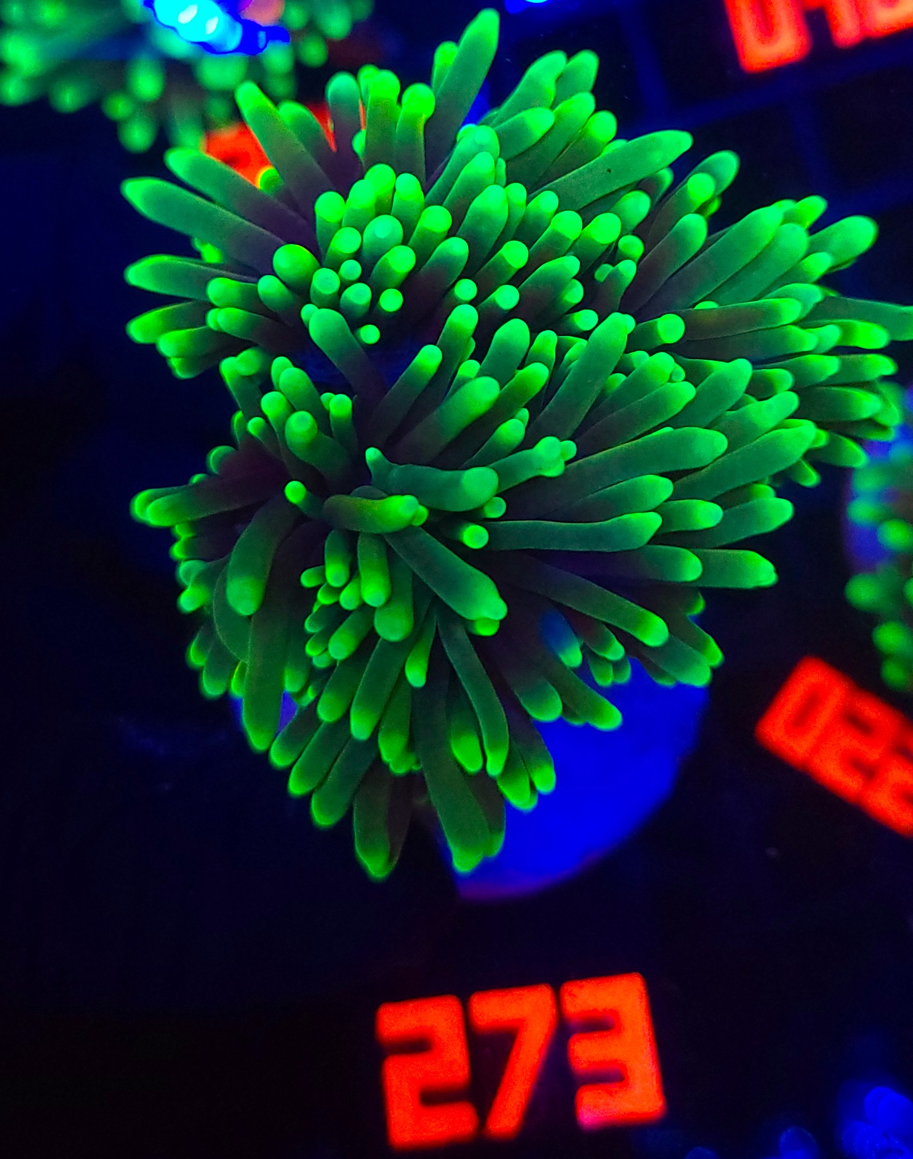 273 Euphyllia glabrescens dragon soul (273) - obrazek 1