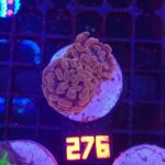 Euphyllia paraancora (276)