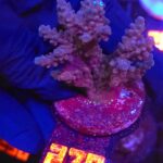 Acropora valida (278)