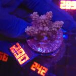 Acropora valida (290)