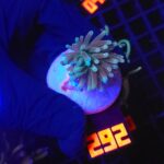 Euphyllia glabrescens sp. (292)