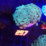 Euphyllia paraancora 2h (297)