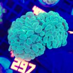 Euphyllia paraancora 4h (297)