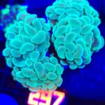 Euphyllia paraancora 4h (297)