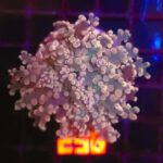 Euphyllia paradivisa (298)