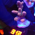 Acropora millepora pink (312)