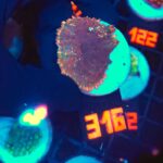 Rhodactis sp. red (316)