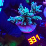 Acropora millepora rainbow (331)