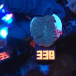 Rhodactis inchoata (338)