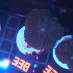 Rhodactis inchoata (338)