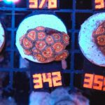 Zoanthus Lord of the Rings Premium  (342)