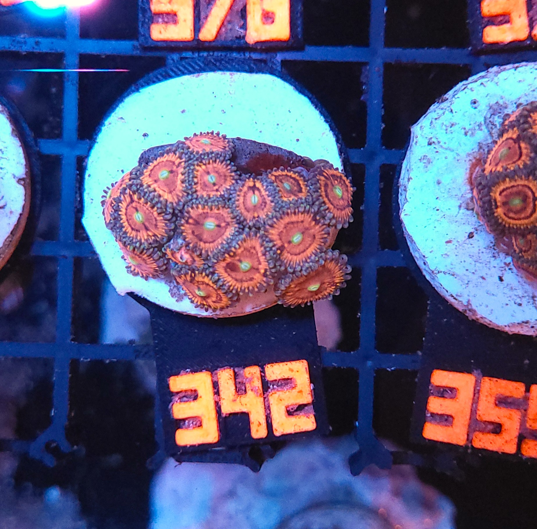 342 Zoanthus Lord of the Rings Premium (342) - obrazek 1