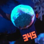 Rhodactis inchoata (345)